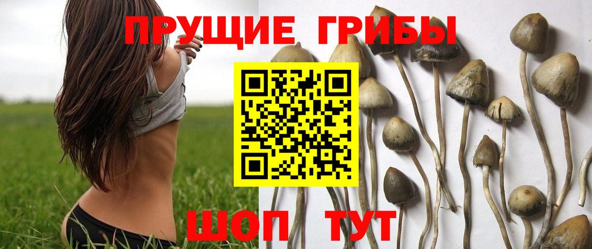 Галлюциногенные грибы Psilocybine cubensis Нефтеюганск